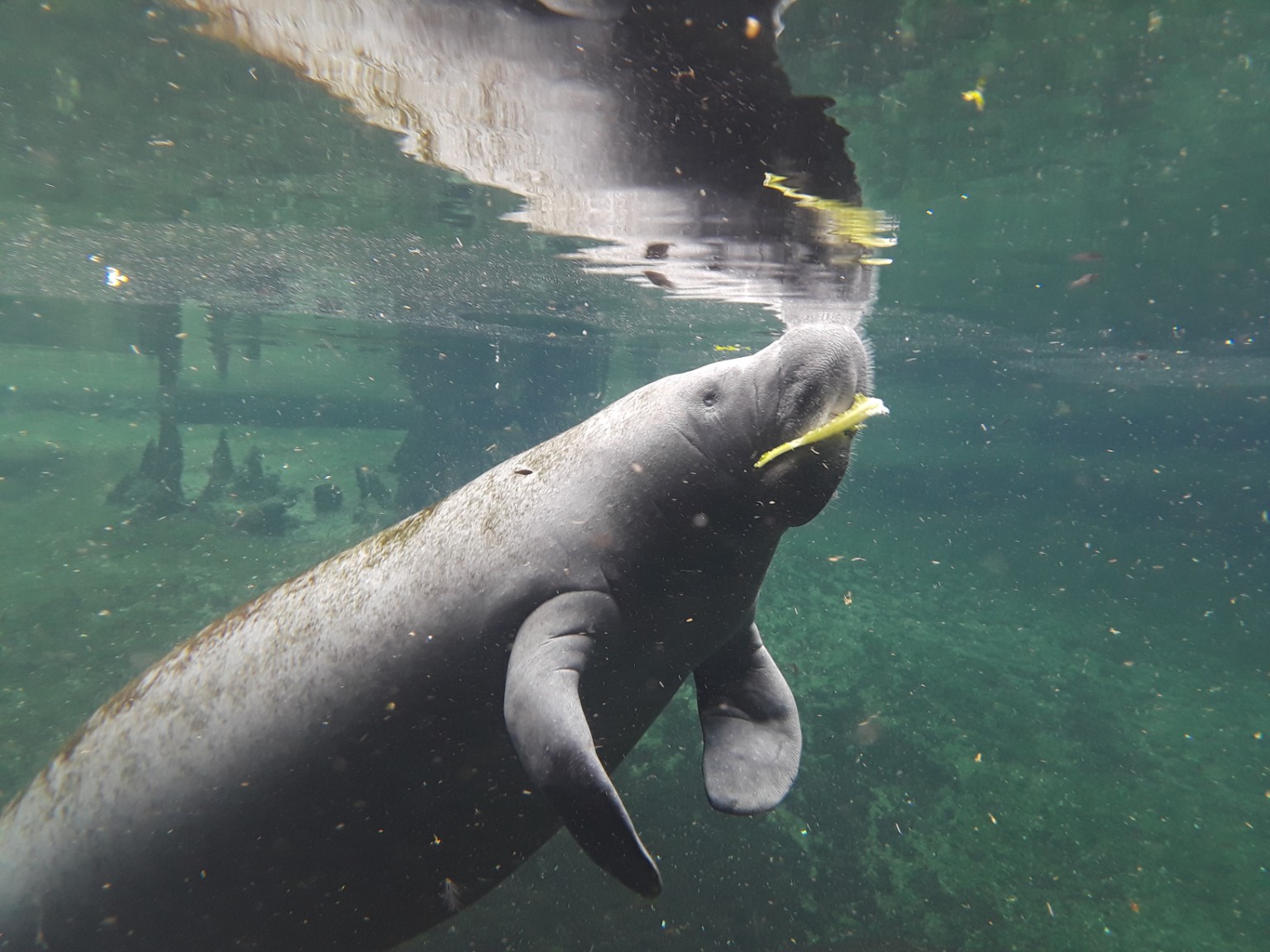 Manatee in clear water